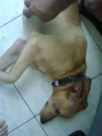 Marley