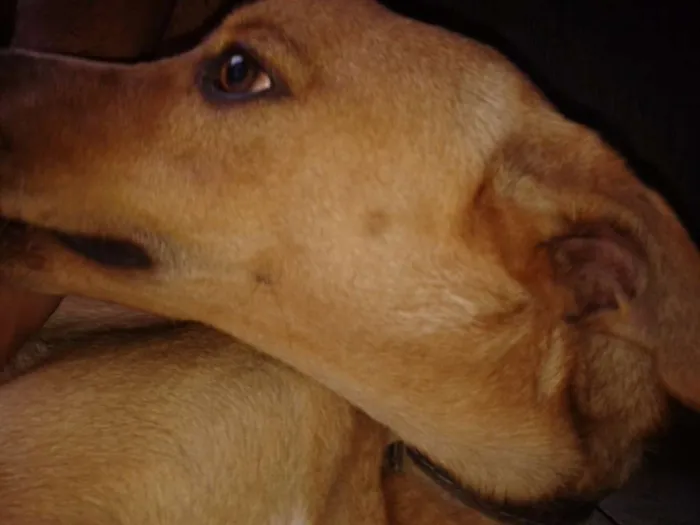 Cachorro ra a Vira-Lata idade 1 ano nome Marley