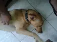 Marley