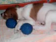 Pequena 