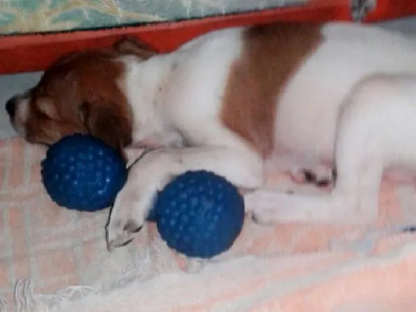 Cachorro raça Vira-lata  idade 2 a 6 meses nome Pequena 