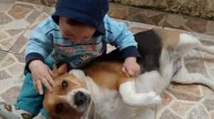 Cachorro raça Beagle idade 3 anos nome Kakau
