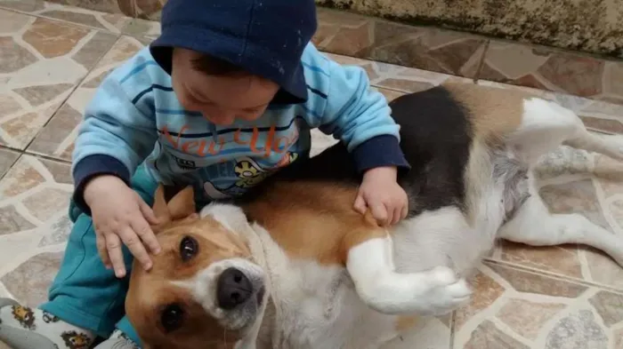 Cachorro ra a Beagle idade 3 anos nome Kakau
