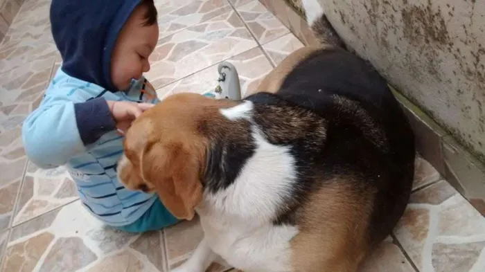 Cachorro ra a Beagle idade 3 anos nome Kakau