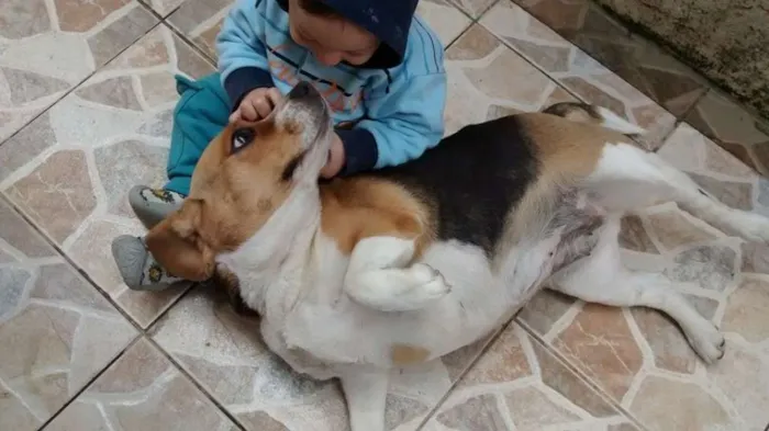 Cachorro ra a Beagle idade 3 anos nome Kakau
