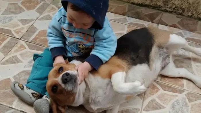 Cachorro ra a Beagle idade 3 anos nome Kakau