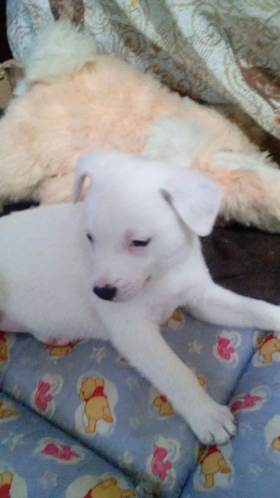 Cachorro ra a srd idade Abaixo de 2 meses nome Thor