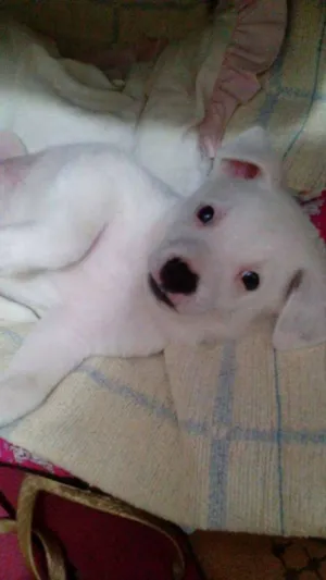 Cachorro raça srd idade Abaixo de 2 meses nome Thor