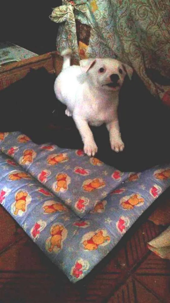 Cachorro ra a srd idade Abaixo de 2 meses nome Thor