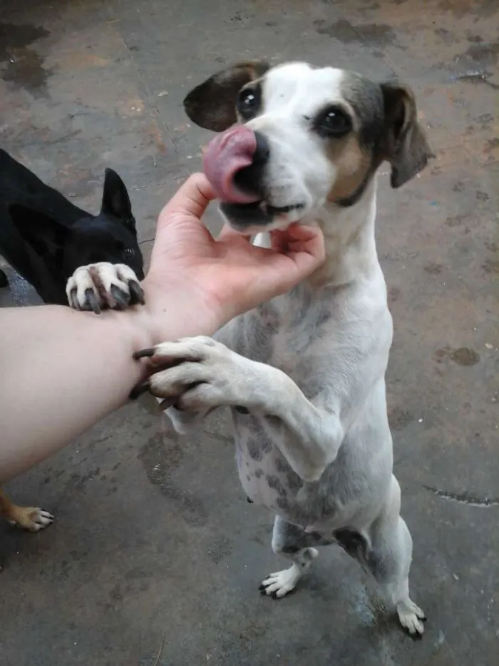 Cachorro ra a Fox paulistinha idade 3 anos nome Marry