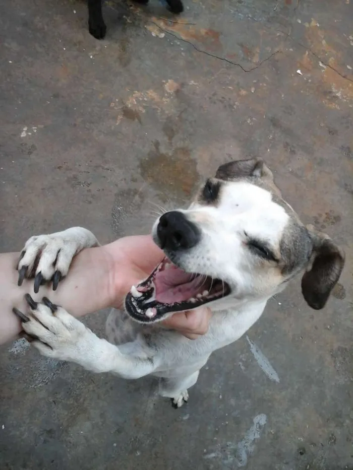 Cachorro ra a Fox paulistinha idade 3 anos nome Marry