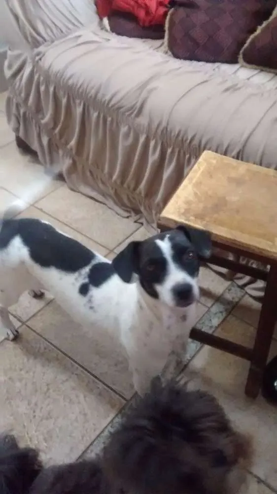 Cachorro ra a  idade 1 ano nome Cindy