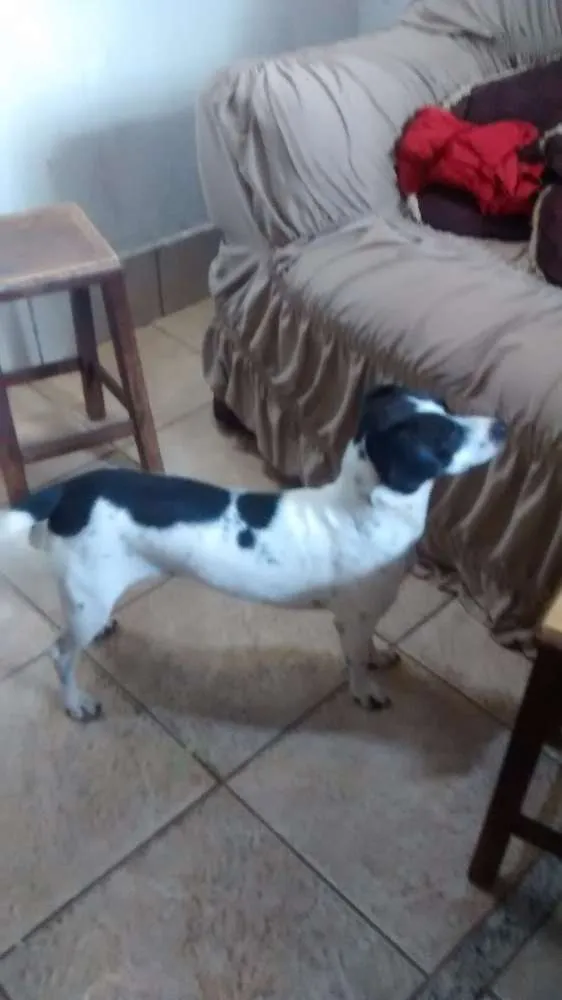Cachorro ra a  idade 1 ano nome Cindy
