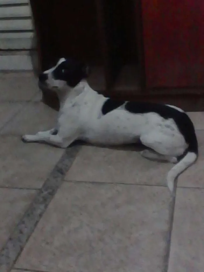 Cachorro ra a  idade 1 ano nome Cindy