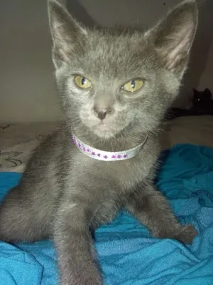 Gato raça SRD idade 2 a 6 meses nome Sem nome