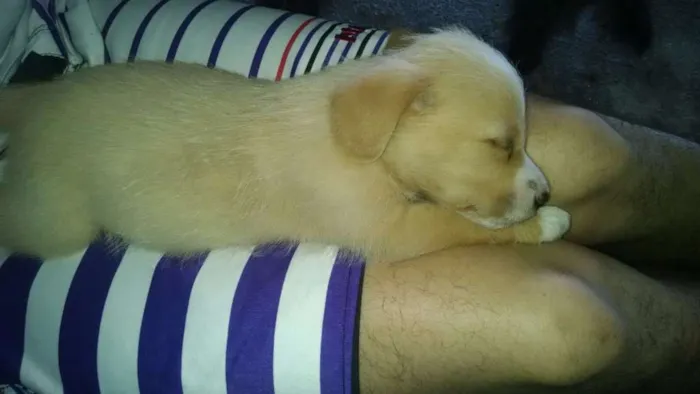 Cachorro ra a Vira Lata idade 4 anos nome Meg