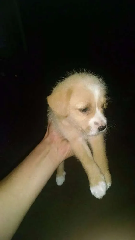 Cachorro ra a Vira Lata idade 4 anos nome Meg