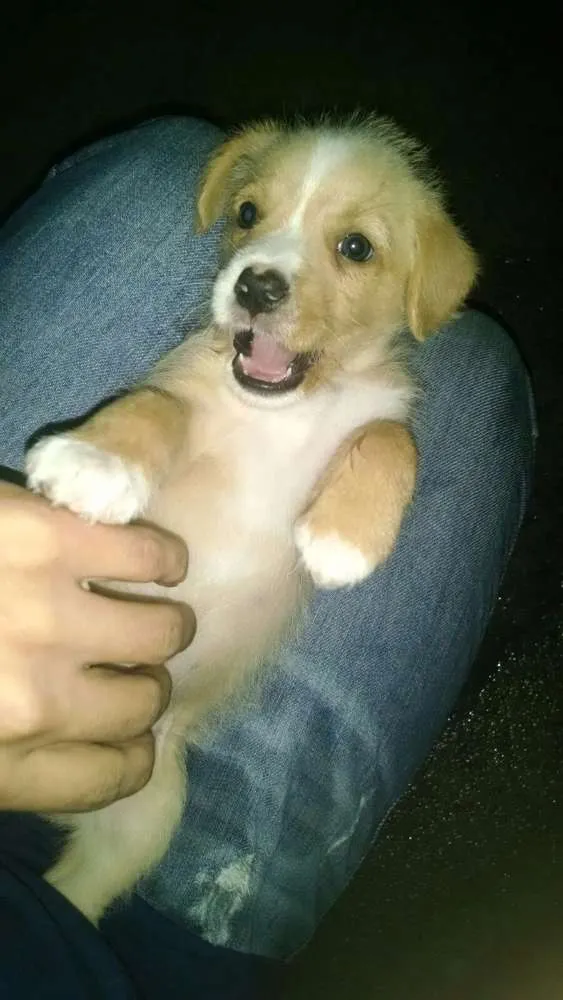 Cachorro ra a Vira Lata idade 4 anos nome Meg