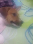Pequena 