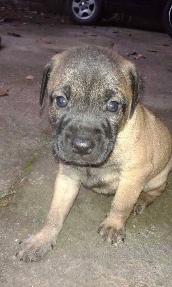Cachorro ra a SRD idade Abaixo de 2 meses nome Sem Nome