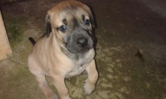 Cachorro ra a SRD idade Abaixo de 2 meses nome Sem Nome