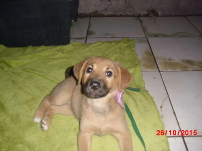 Cachorro ra a mestiças pastor idade 2 a 6 meses nome URSINHA