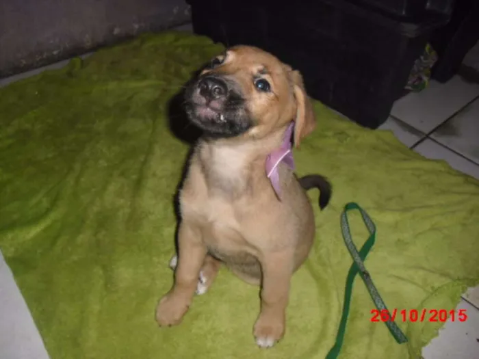 Cachorro ra a mestiças pastor idade 2 a 6 meses nome URSINHA