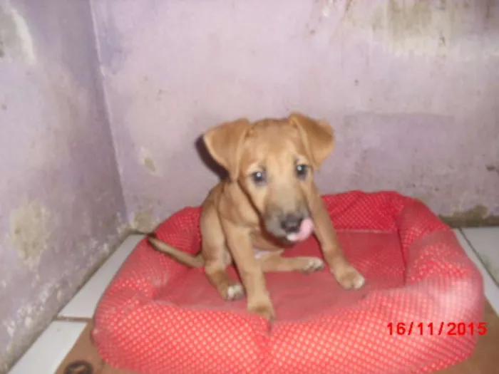 Cachorro ra a mestiças pastor idade 2 a 6 meses nome URSINHA