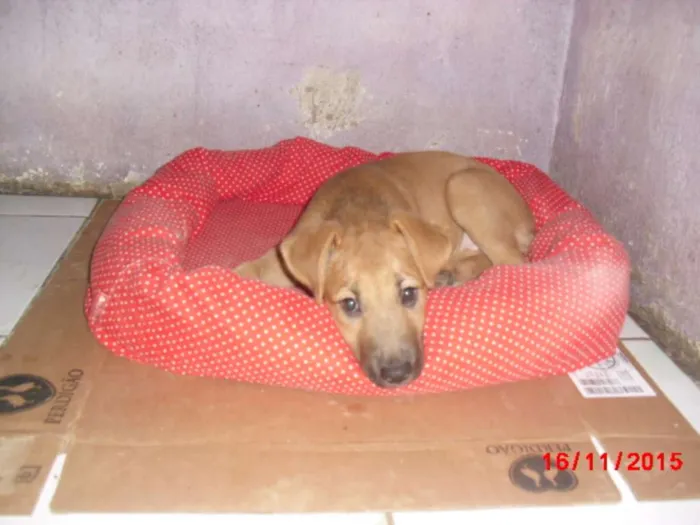 Cachorro ra a mestiças pastor idade 2 a 6 meses nome URSINHA