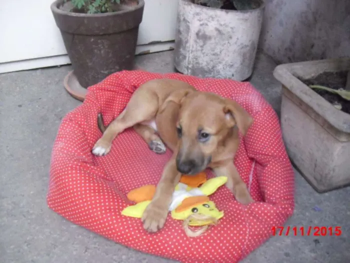 Cachorro ra a mestiças pastor idade 2 a 6 meses nome URSINHA
