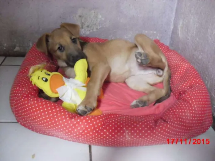 Cachorro ra a mestiças pastor idade 2 a 6 meses nome URSINHA