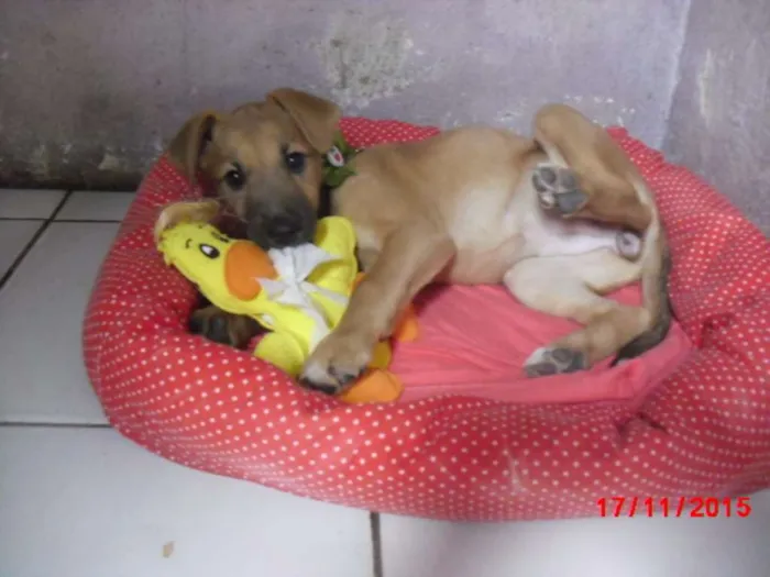 Cachorro ra a mestiças pastor idade 2 a 6 meses nome URSINHA