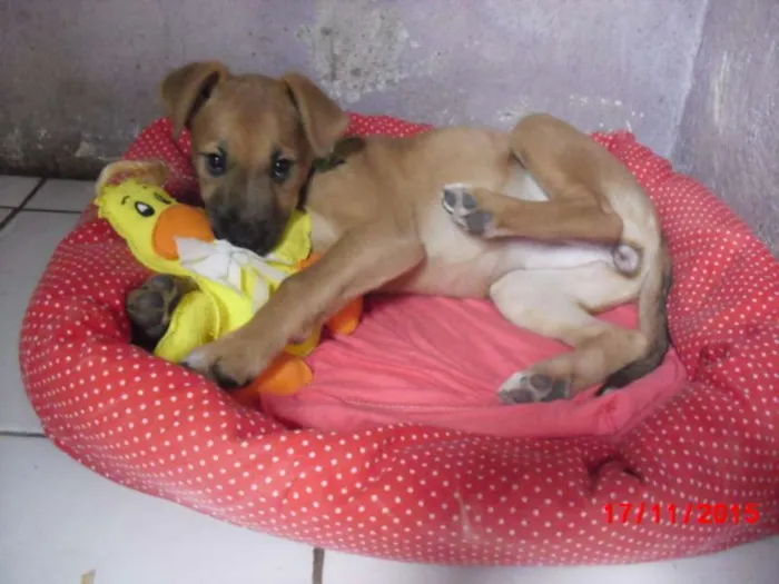 Cachorro ra a mestiças pastor idade 2 a 6 meses nome URSINHA