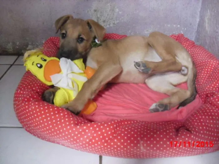 Cachorro ra a mestiças pastor idade 2 a 6 meses nome URSINHA