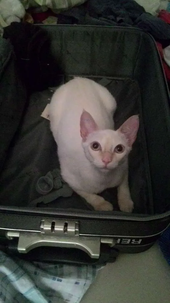 Gato ra a  idade 2 a 6 meses nome nina / malu