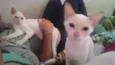 nina / malu