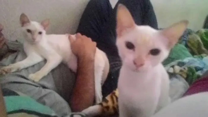 Gato ra a  idade 2 a 6 meses nome nina / malu