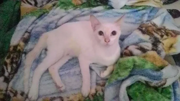 Gato ra a  idade 2 a 6 meses nome nina / malu