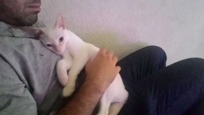 Gato ra a  idade 2 a 6 meses nome nina / malu
