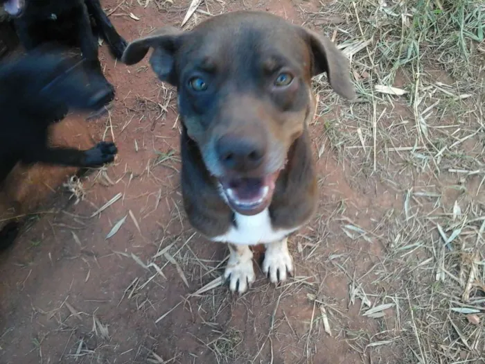 Cachorro ra a Mix Pit-Bull idade 2 anos nome Kurt (URGENTE)