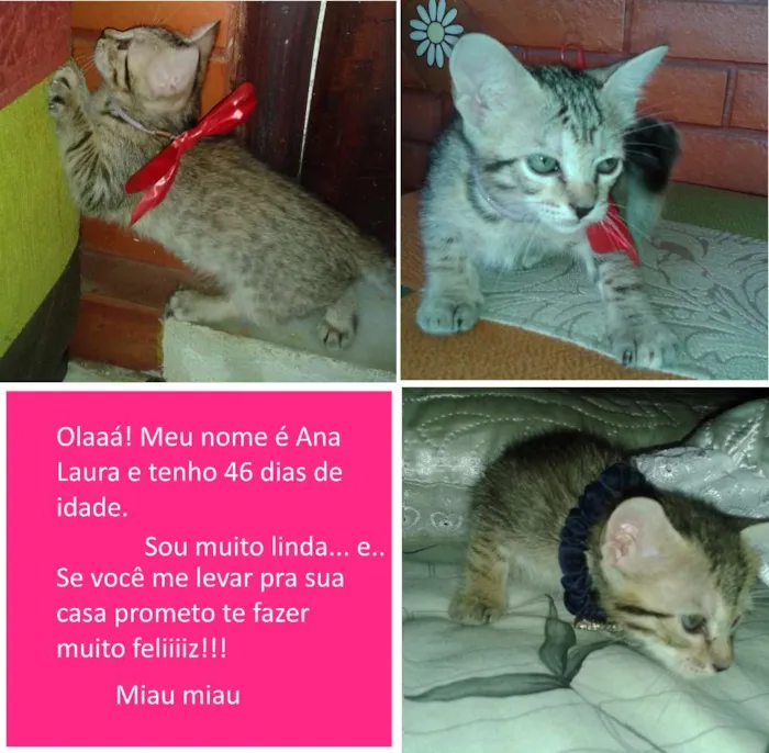 Gato ra a  idade Abaixo de 2 meses nome Gisele