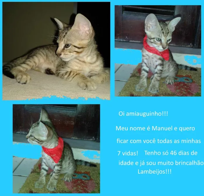 Gato ra a  idade Abaixo de 2 meses nome Gisele