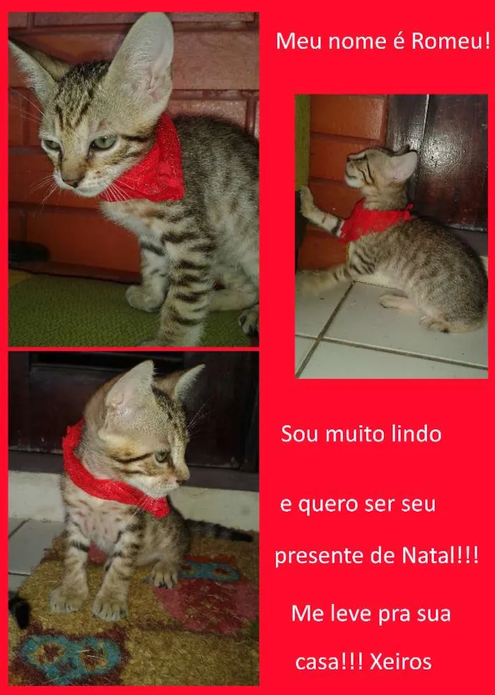 Gato ra a  idade Abaixo de 2 meses nome Gisele