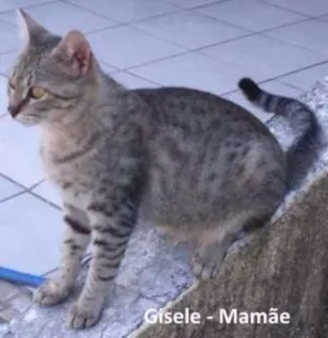Gato raça  idade Abaixo de 2 meses nome Gisele