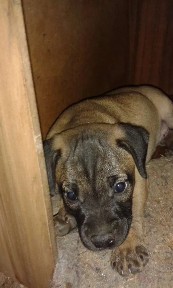 Cachorro ra a SRD idade Abaixo de 2 meses nome Sem Nome
