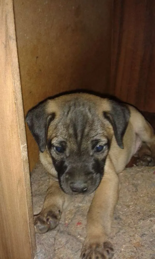 Cachorro ra a SRD idade Abaixo de 2 meses nome Sem Nome