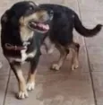 fofa/bolinha