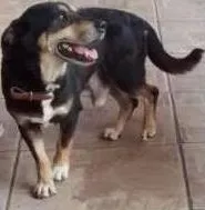 Cachorro raça sem raça idade 7 a 11 meses nome fofa/bolinha