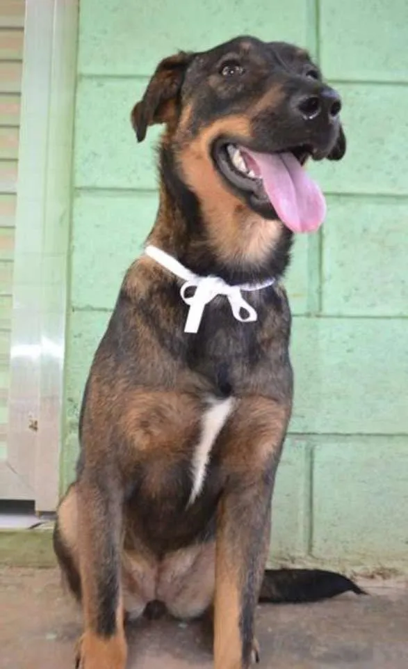 Cachorro ra a SRD idade 2 anos nome CELINE, meiga e doce!