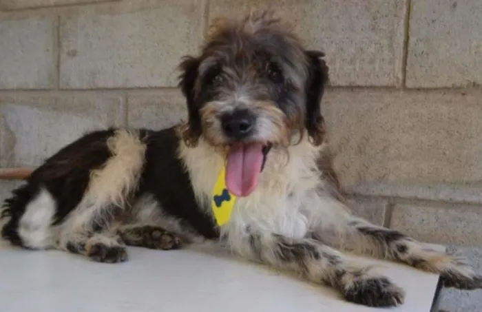 Cachorro ra a SRD idade 3 anos nome MAURICIO, uma graça!